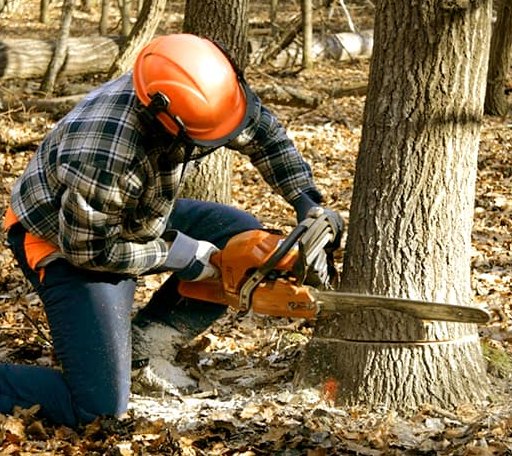 Tree Removal in Watson, OK
